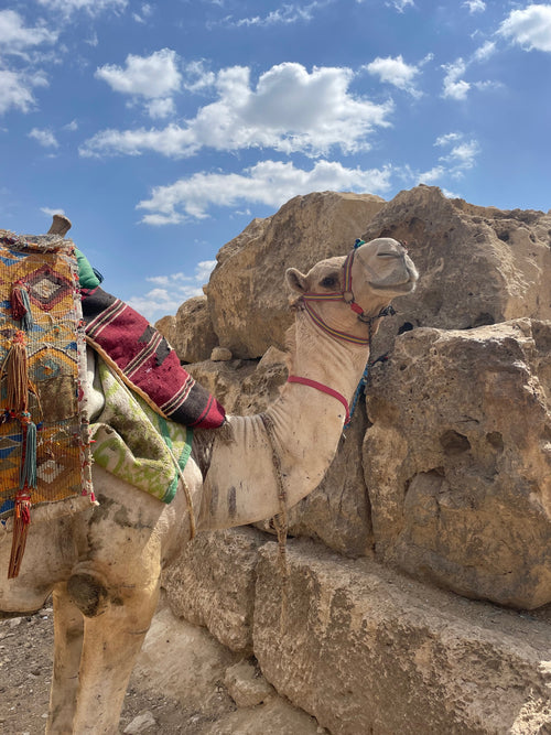 egypte kameel cairo piramides